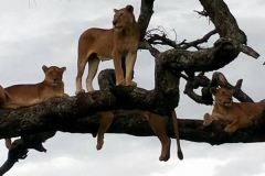 lion