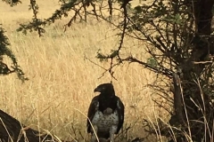 safari photo
