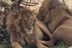 lions