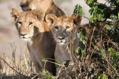 lions