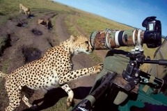 safari photo