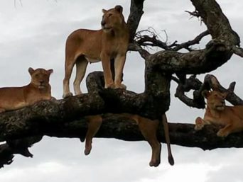 Serengeti national park